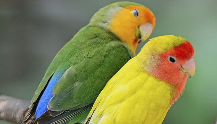 Lovebirds rotate their heads at lightning speed