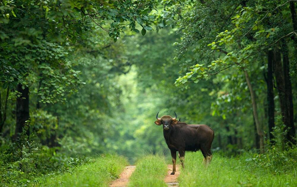 Barnawapara Wildlife Sanctuary - Pic Courtesy: Chhattisgarh tourism