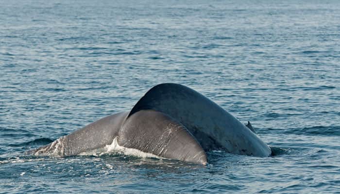 Blue whale washed ashore at Alibaugh beach, dies