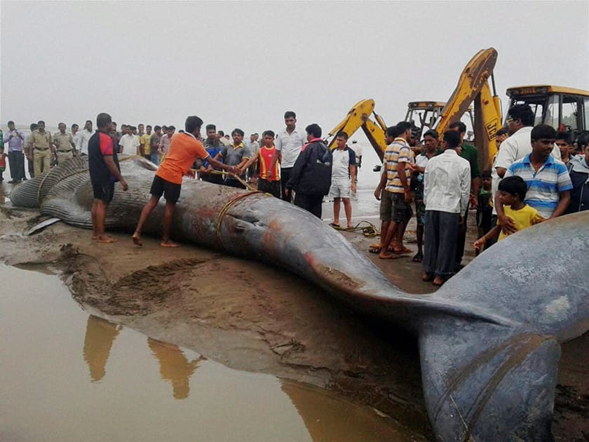 A 42-feet long blue Whale washed ashore at the Revdanda coast, near Alibag.