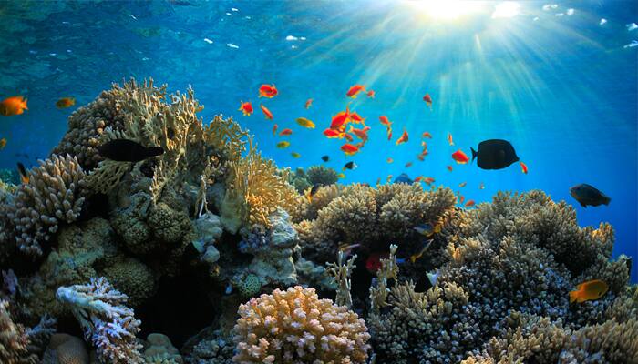 Corals adapting to global warming: Study