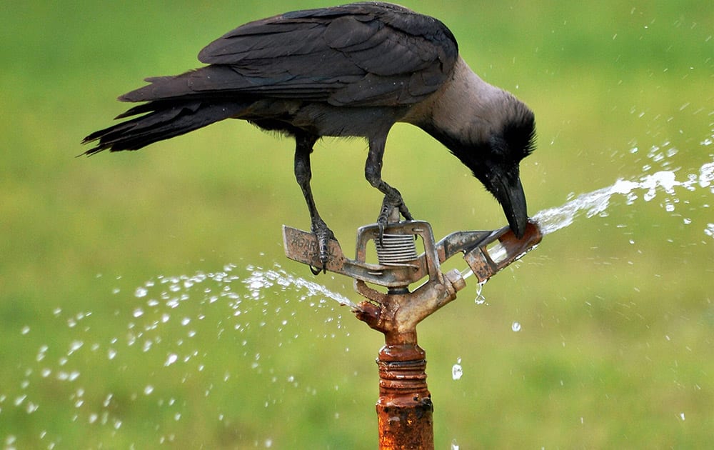 A Crow quenches its thirst by drinking water from a water sprinkler in Bikaner.