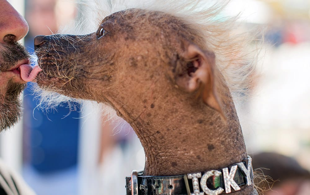 Icky, a 6-year-old Chinese Crested dog, shares a kiss with owner Jon Adler before competing in the World's Ugliest Dog Contest at the Sonoma-Marin Fair in Petaluma, Calif. 
