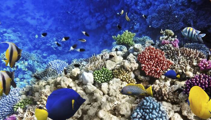 Coral gardening beckons eco-tourists to restore reefs