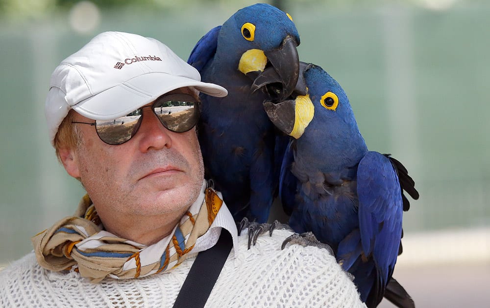 A man strolls with his two hyacinth macaws (Anodorhynchus hyacinthinus) through Hyde Park in London. Britain is preparing itself for the hottest day in nine years Wednesday, with temperatures possibly rising to 35 Celsius (95 Fahrenheit) in London. 