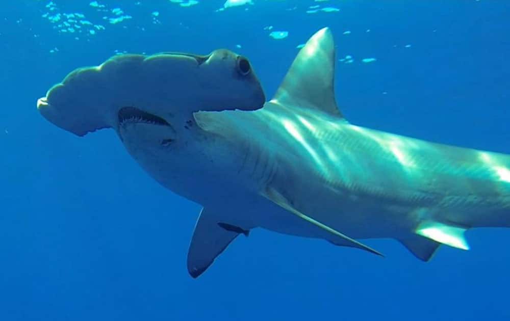 This photo provided by Discovery Channel shows a Great Hammerhead, one of the largest sharks in the world, during an episode of 