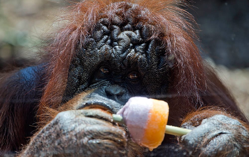 An orangutan watches a popsicle as zoo-keepers gave animals iced food to keep them cool as temperatures soar, at Rome's zoo. A mass of hot air moving north from Africa is bringing a heat wave to Europe with temperatures reaching 40 degrees Celsius (114 Fahrenheit).