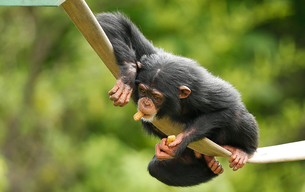 Ruben, a 3-year-old chimpanzee, plays at the Oklahoma City Zoo in Oklahoma City.