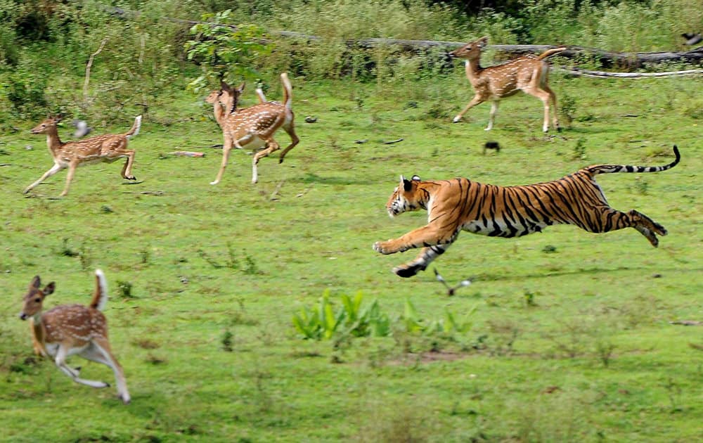 A tiger attacking spotted deers at Nagarahole National Park in Mysore district.