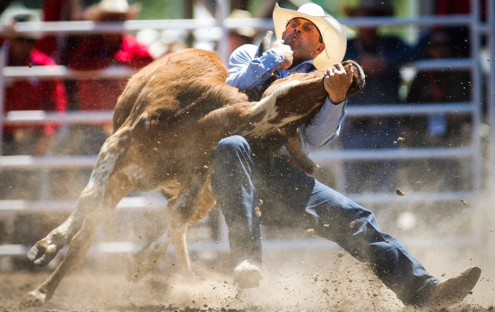 Seth Brockman, from Wheatland, Wyoming, wrestles a steer during Calgary Stampede rodeo action in Calgary.