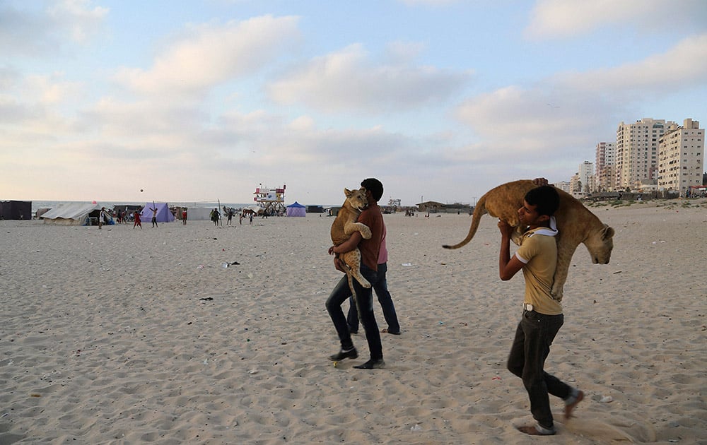 Ibrahim Al-Jamal, 17, and Ahmad Abu Jereda, 16, carry Mona and Max, the female and male lion cubs, as they walk at a beach in Gaza.