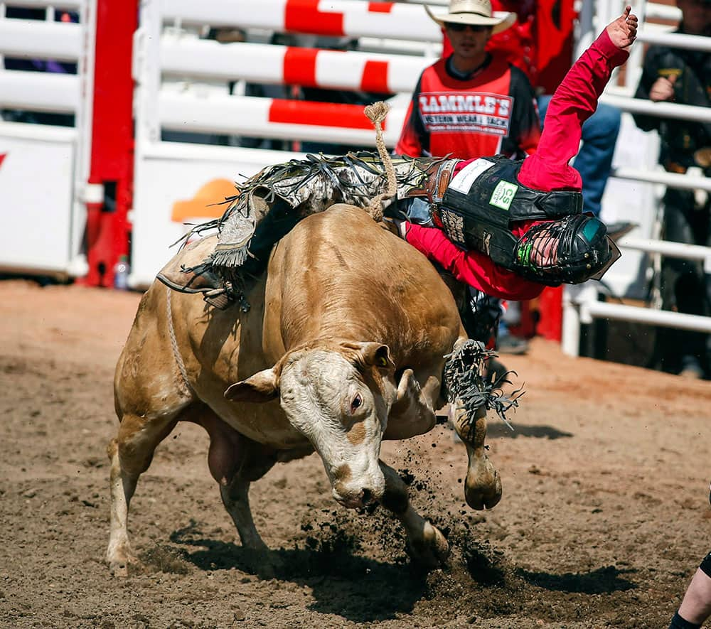 Dakota Buttar, from Kindersley, Saskatchewan, comes off Moe during Calgary Stampede bull riding rodeo action in Calgary.