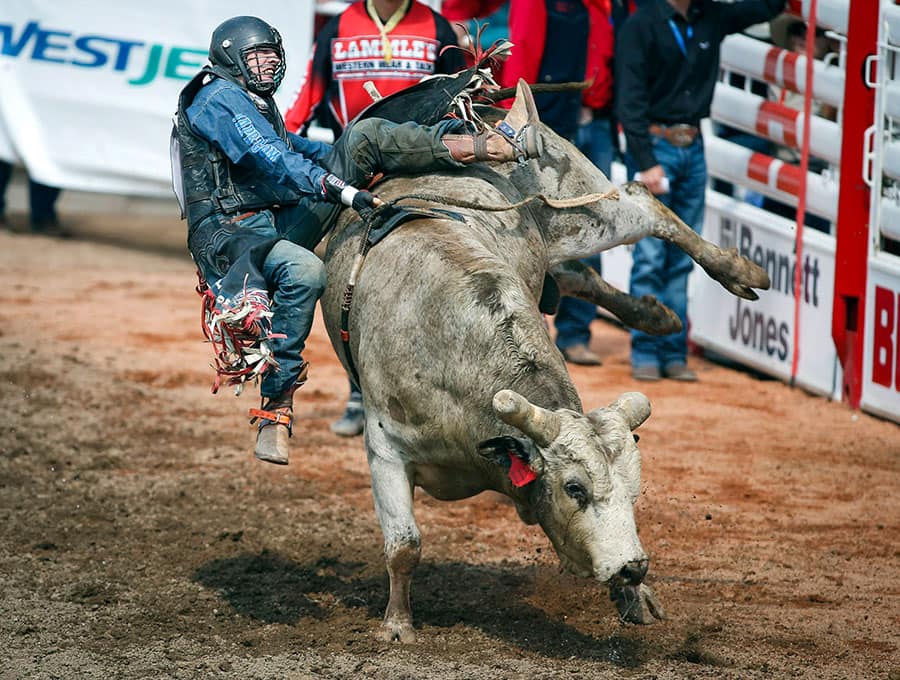 Tanner Byrne, from Prince Albert, Sask., comes off Silence Reins during Calgary Stampede bull riding rodeo action in Calgary.