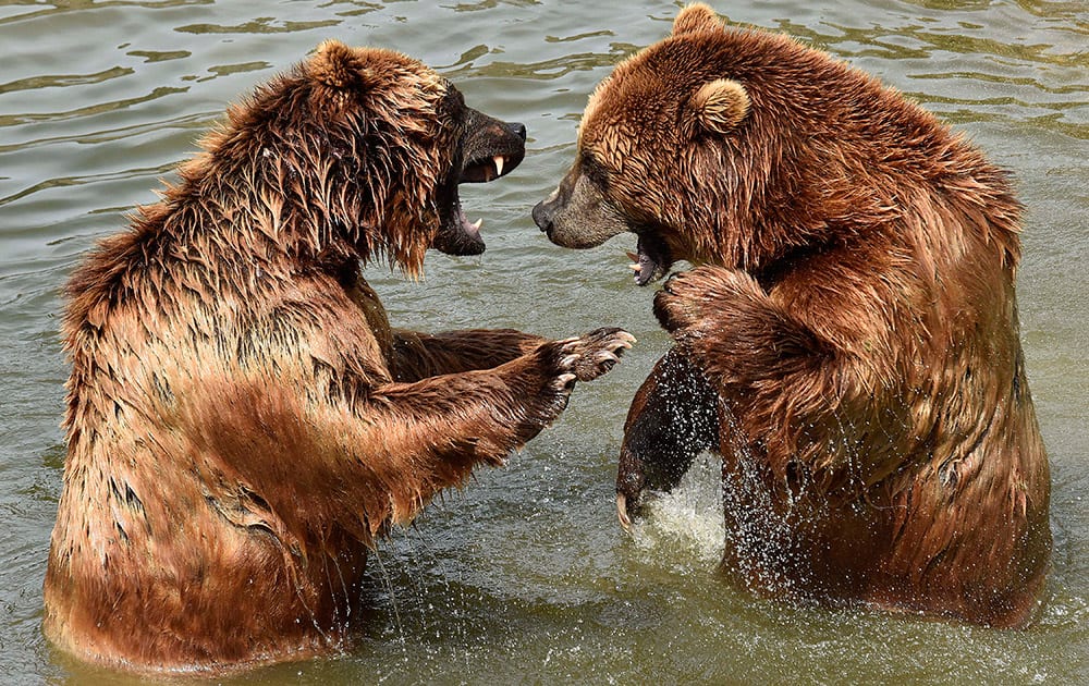 Two Kamchatka brown bears enjoy a bath in the cool water during hot and sunny weather with temperatures up to 35 degrees Celsius (95 Fahrenheit) at the zoo in Gelsenkirchen, Germany.