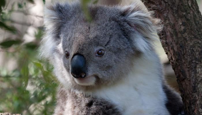 Now, find out about love lives of koalas!