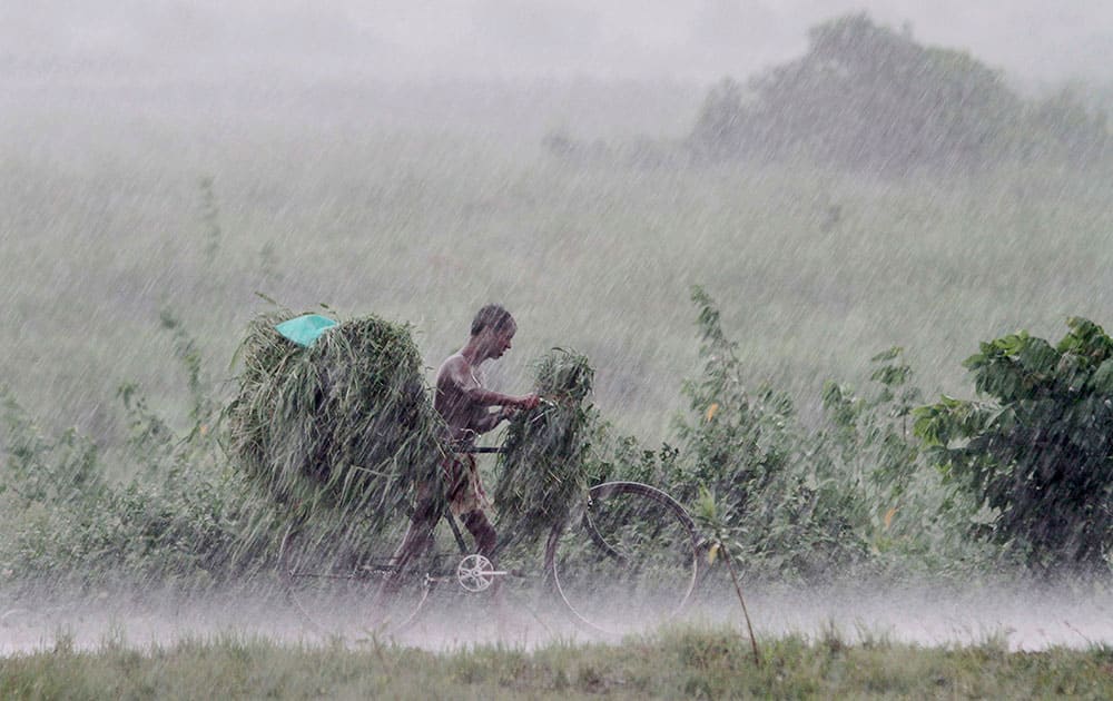 An Indian villager walks back home with a bicycle loaded with grass for his cattle during a heavy downpour on the outskirts of Bhubaneswar, India.