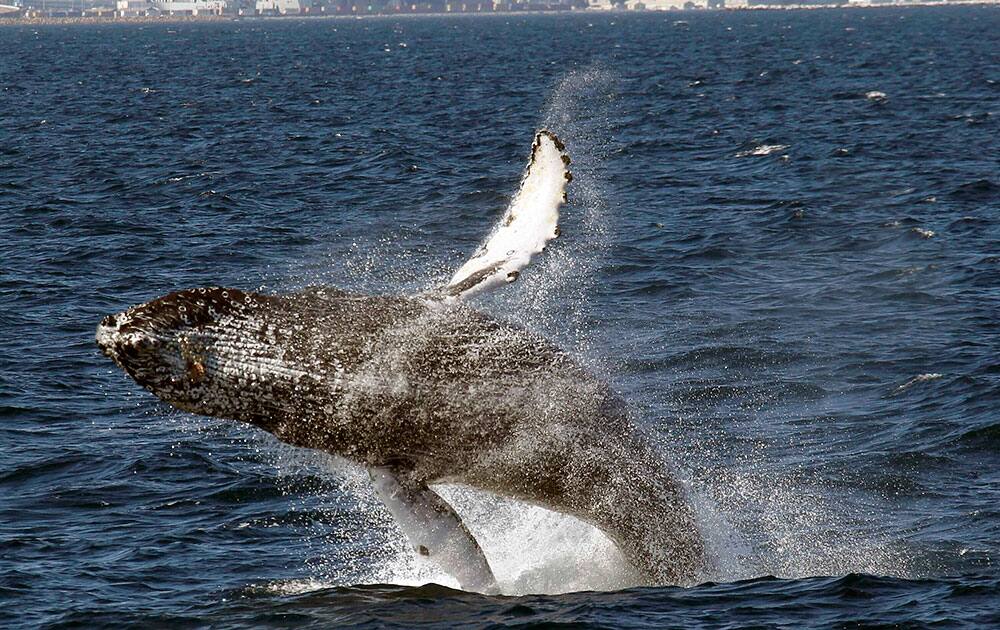 A humpback whale breaches off the Long Beach Coast during a whale watching trip on The Harbor Breeze Cruises Triumphant in Long Beach.