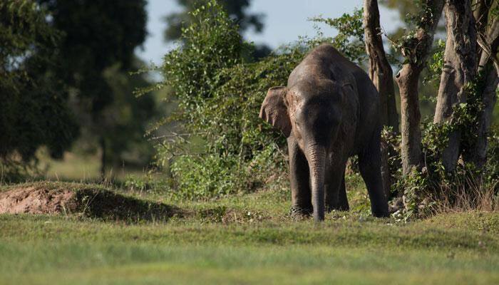Early warning system about elephants&#039; movement developed
