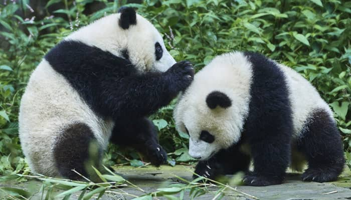 Decoded: Giant pandas' lazy lifestyle | Environment News | Zee News