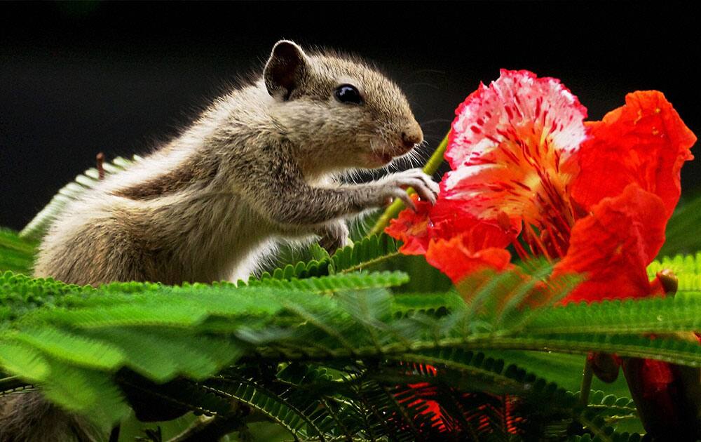 A squirrel nibbles a gulmohar flower in New Delhi.