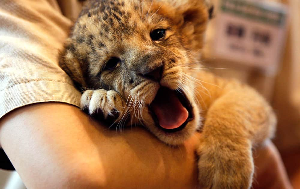 A three weeks old lion cub is held by a zoo keeper at the Fuji Safari Park in Susono, at the foot of Mt. Fuji, southwest of Tokyo.