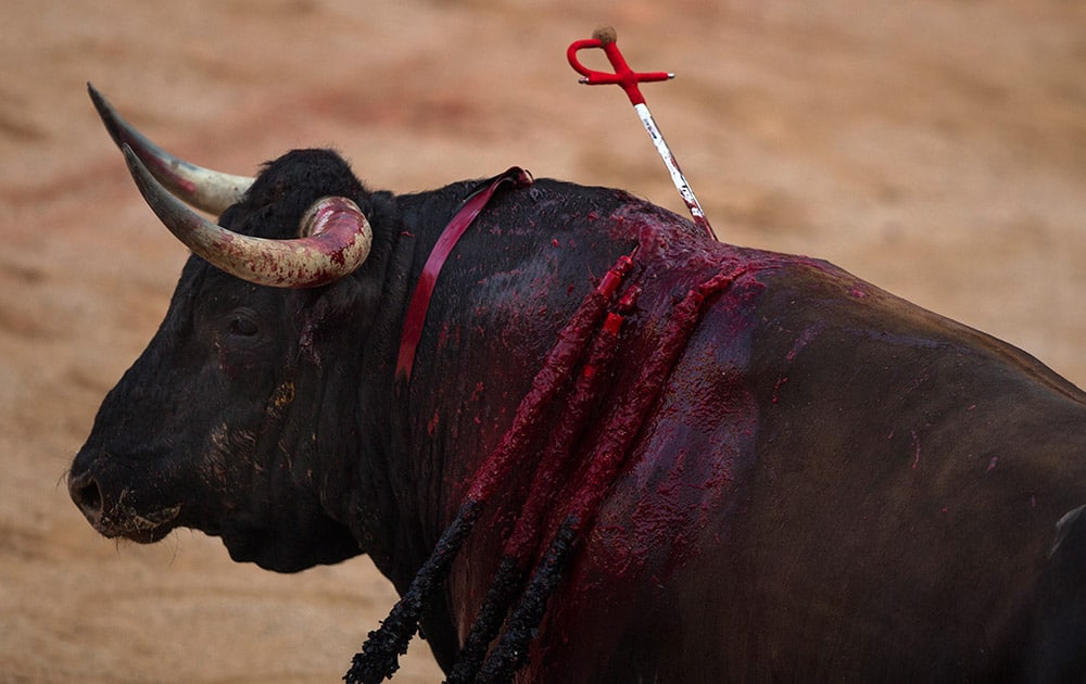 A Conde de la Maza fighting bull agonizes after got nailed with a sword by a bullfighter during a bullfight at the San Fermin festival, in Pamplona, Spain.