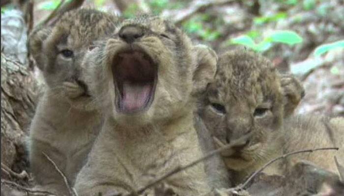 11 Asiatic lion cubs born in Gir National Park: Here are the pictures