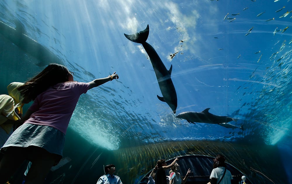 Bottlenose dolphins swim over visitors in water tank at the Hakkeijima Sea Paradise aquarium-amusement park complex in Yokohama, southwest of Tokyo.