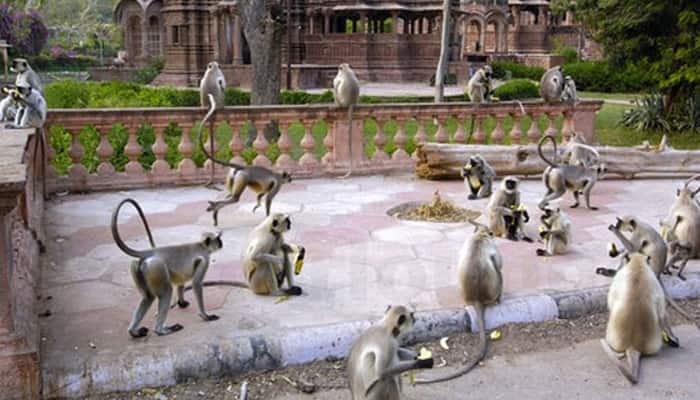 Shocking! Money rain at Vrindavan&#039;s Banke Bihari temple