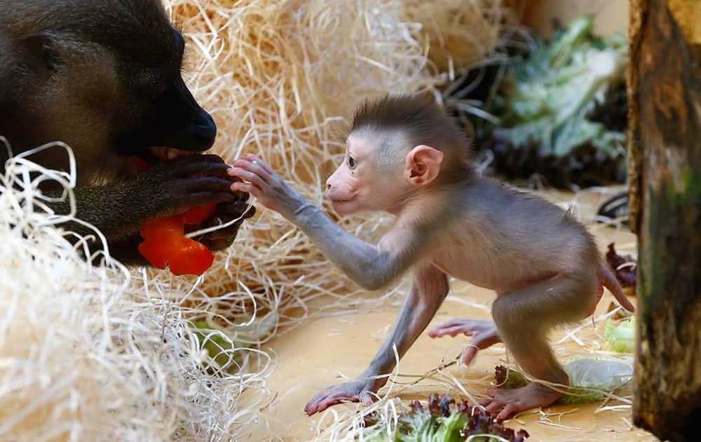 Female mandrill monkey (Mandrillus leucophaeus) Afi, feeds her newborn baby at the zoo Hellabrunn in Munich, Germany.