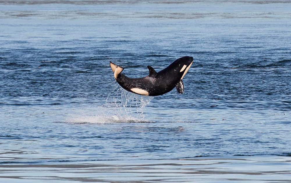 a baby orca leaps out of the waters of Haro Strait between islands in British Columbia and Washington.