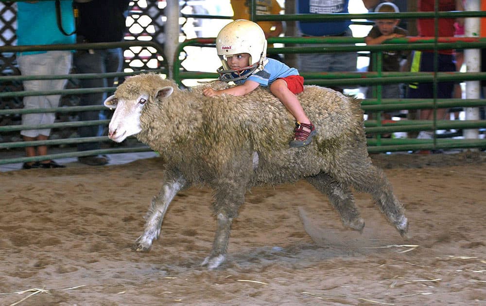 August Ballard, 3, of Columbus Junction, Iowa, holds on to a sheep during the Mutton Bustin completion at the Louisa County Fair in Columbus Junction, Iowa.