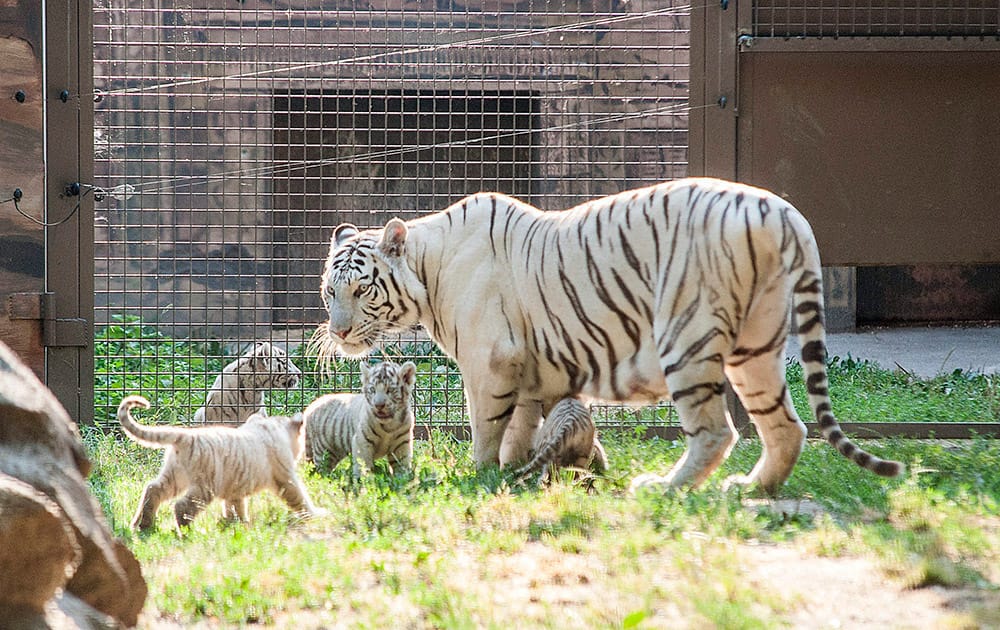 A white Bengali tigress stands with her four cubs in their enclosure in Xantus Janos Zoo in Gyor, 120 kms west of Budapest, Hungary.