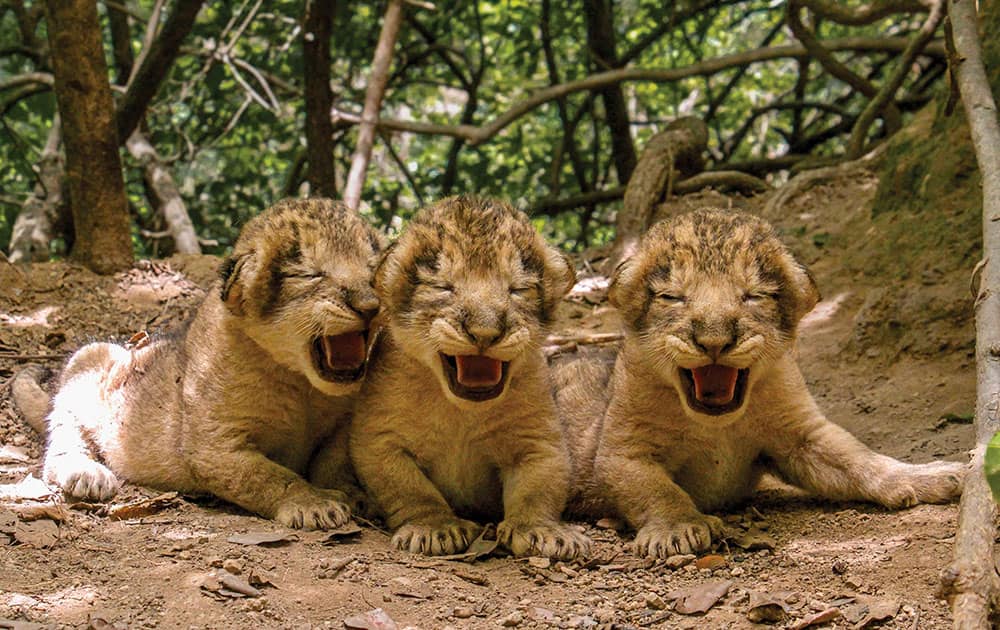 three lion cubs rest at Dedakdi forest range in Gir National Park and Sanctuary in Junagadh, in the western Indian state of Gujarat, India. 