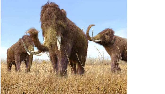 Mighty mammoths went extinct due to warming Earth