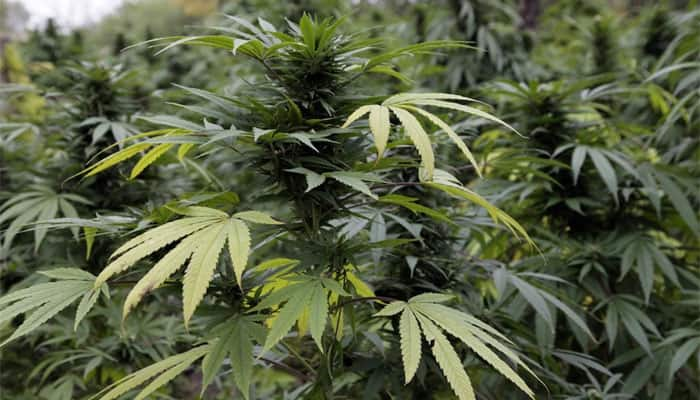 Greenhouse of &#039;genetically modified&#039; marijuana