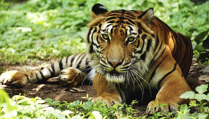 Tiger population in Bangladesh falls to 106 from 440 in 2004