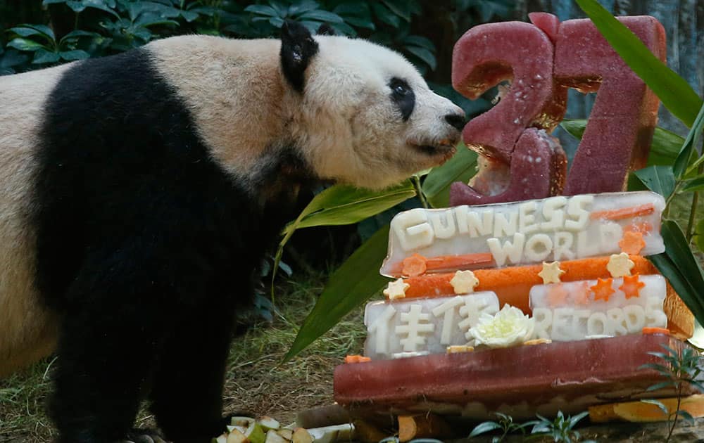 Giant panda Jia Jia tastes her birthday cake made with ice and vegetables at Ocean Park in Hong Kong, Tuesday, July 28, 2015 as she celebrates her 37-year-old birthday. Jia Jia broke the Guinness World Records title for “Oldest Panda Living in Captivity
