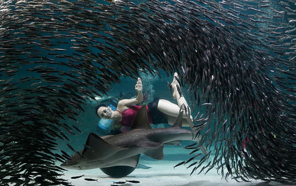 A diver performs with fish as part of summer events at the Coex Aquarium in Seoul, South Korea.