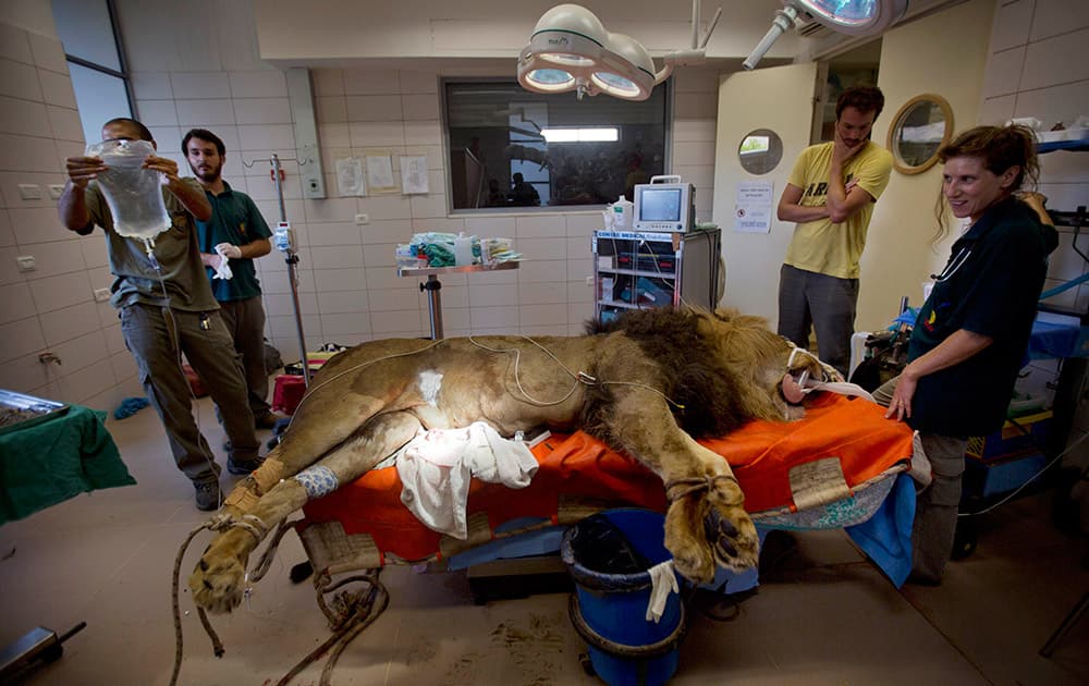 Samouni, an 8-year-old African lion, rests on a bed as zoo veterinarians and staff watch him after surgery in the Ramat Gan Zoological Center's animal hospital near Tel Aviv, Israel. The 200-kilogram (440-pound) African lion went in for surgery to remove a tumour from his stomach.