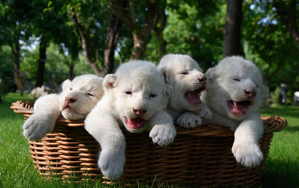 Four white lion cubs, born two weeks ago, are seen in a basket at the Taigan Safari Park, in Belogorsk, about 50 km (31 miles) east of Simferopol, Crimea.