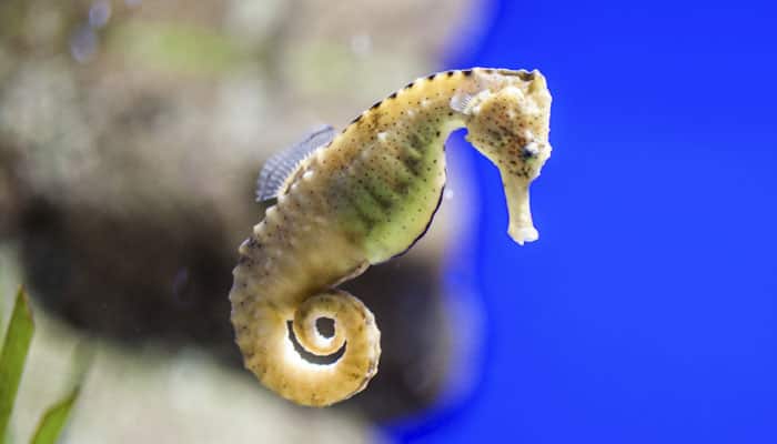 &#039;Endangered&#039; seahorses could be extinct in next three decades