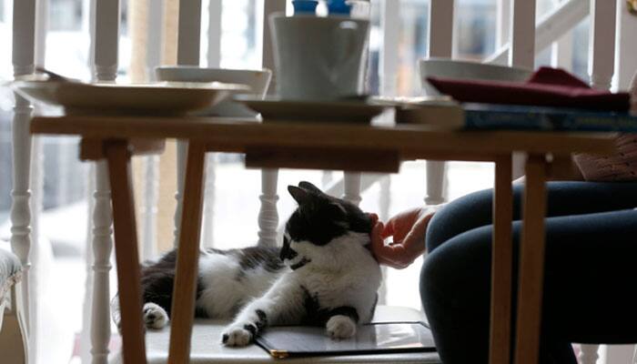 Britain&#039;s first cat cafe opens, gets 1,000 bookings!