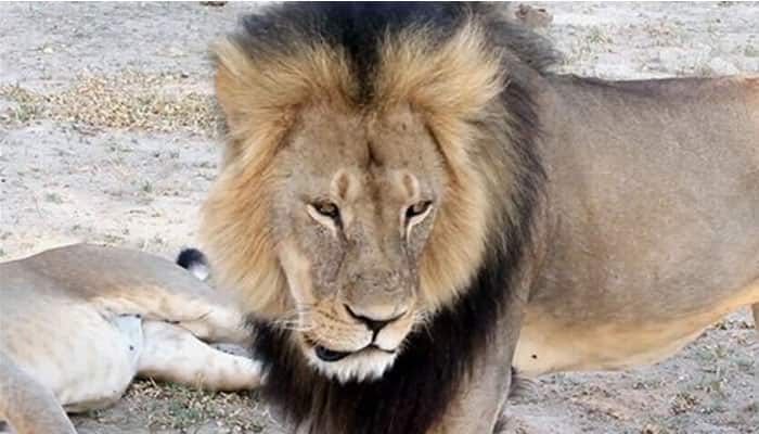 Pittsburgh doctor linked to second Zimbabwe lion hunt probe