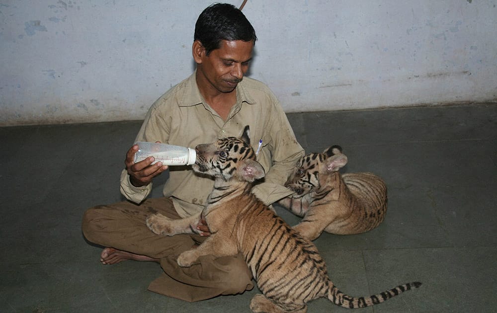 A zoo staff feeding Tiger cubs at Sarthana Zoo in Surat.
