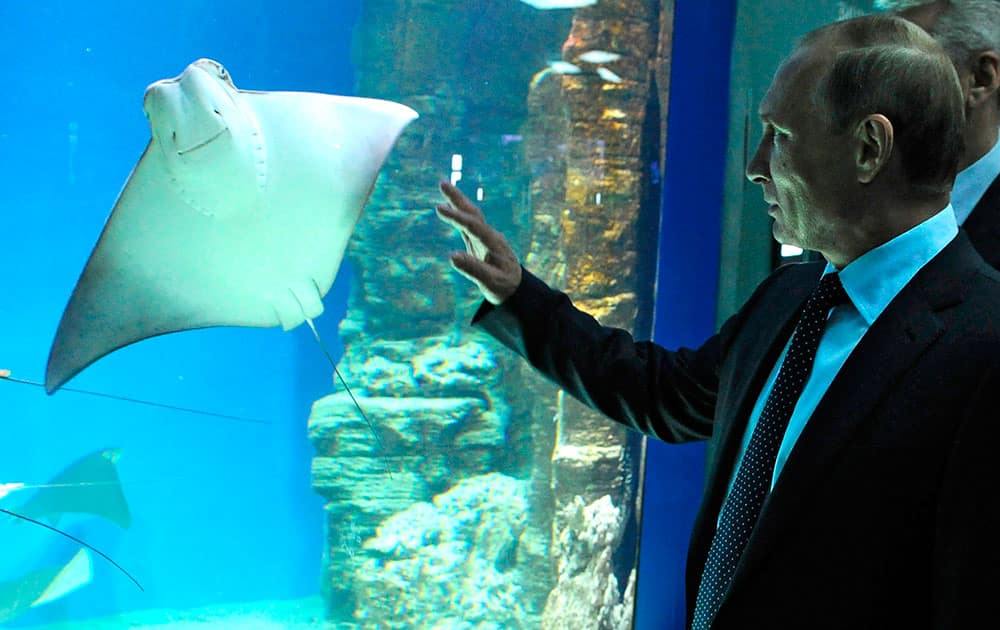 Russian President Vladimir Putin looks at an electric ray fish during his visit to the center of oceanography and marine biology 