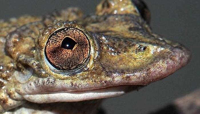 World&#039;s first venomous frogs discovered in Brazil!