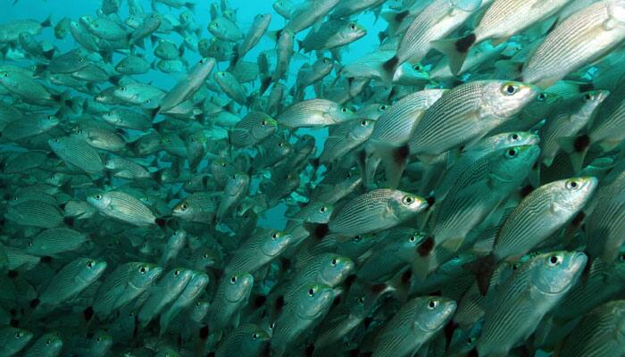 Warming oceans drive fish deeper