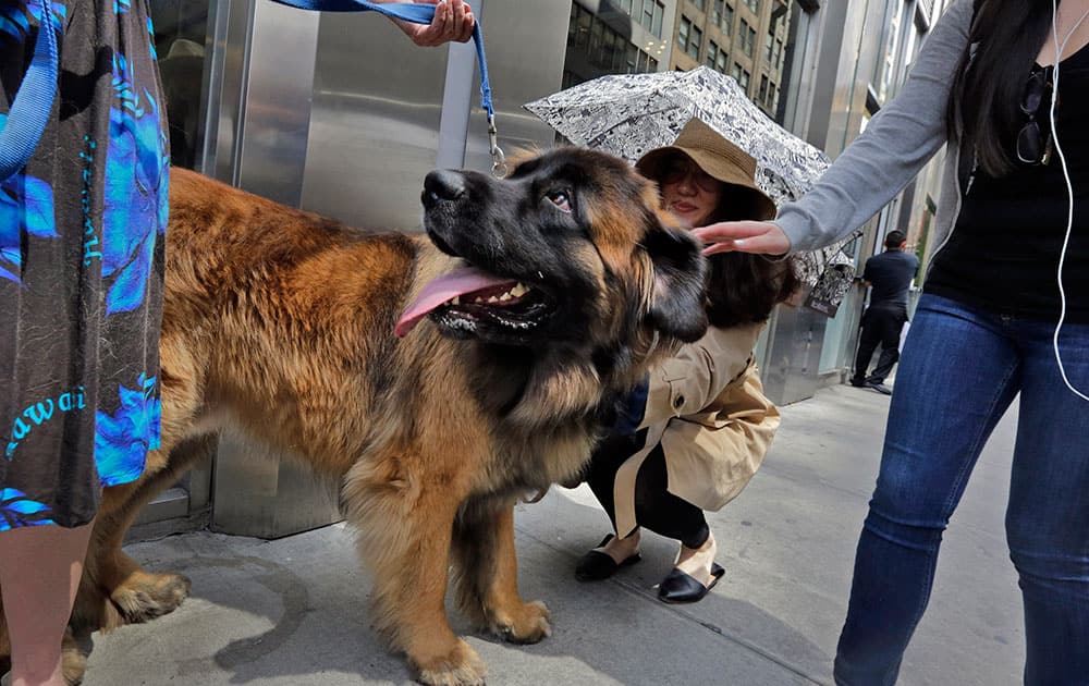 Magnito, a Leonberger, meets pedestrians as he's evaluated during a demonstration of an urban canine good citizen test for city dogs in New York.