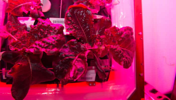 ISS astronauts snack on &#039;one giant leaf for mankind&#039;